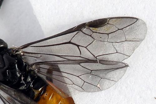 Pareophora pruni