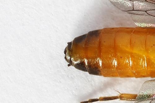 Pareophora pruni