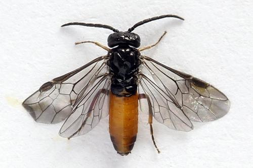 Réf. 251 026 : Pareophora pruni