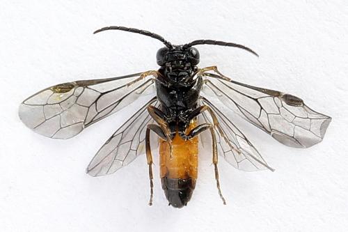 Réf. 251 027 : Pareophora pruni
