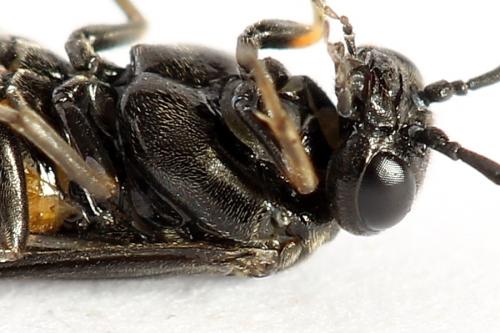 Réf. 251 000 : Pareophora pruni