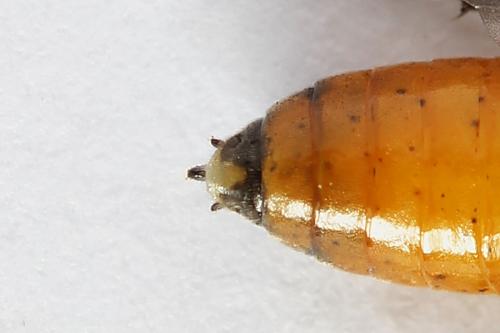 Pareophora pruni