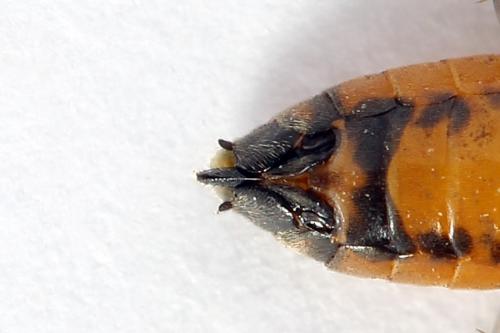 Réf. 251 003 : Pareophora pruni