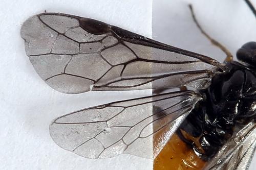 Pareophora pruni