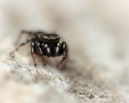 Heliophanus sp.