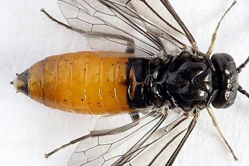 Pareophora pruni