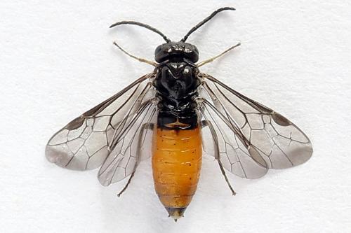 Pareophora pruni