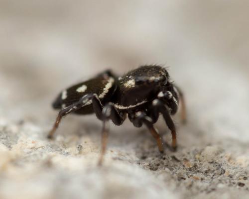 Heliophanus sp.