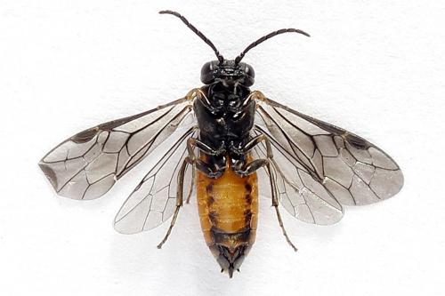 Réf. 251 008 : Pareophora pruni