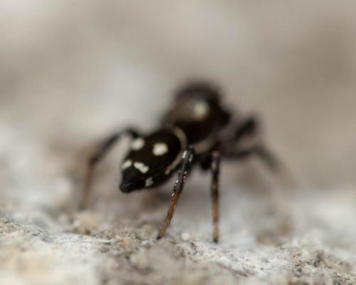Heliophanus sp.