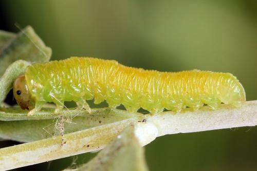 Réf. 251 177 : Tenthredo ignobilis