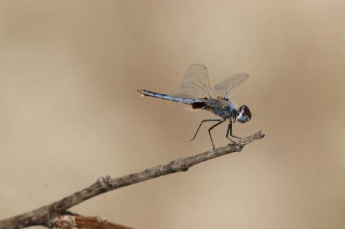 Réf. 251 666 : Urothemis edwardsii