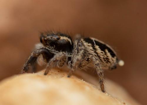 Réf. 251 930 : Pellenes sp.