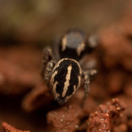 Réf. 251 931 : Pellenes sp.