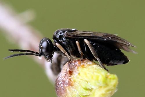 Caliroa varipes