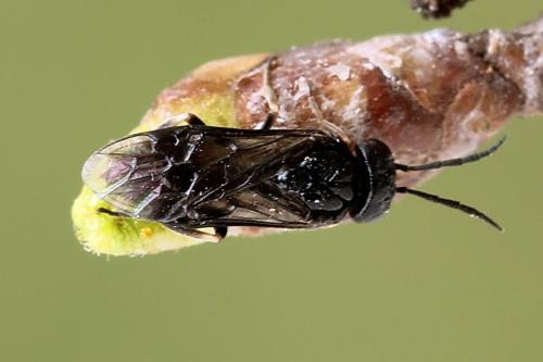 Caliroa varipes