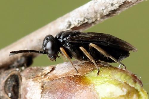 Caliroa varipes