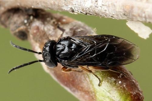 Caliroa varipes