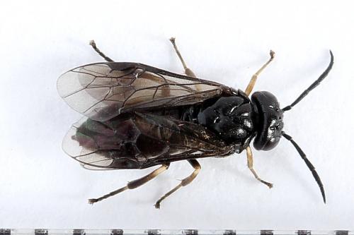 Caliroa varipes