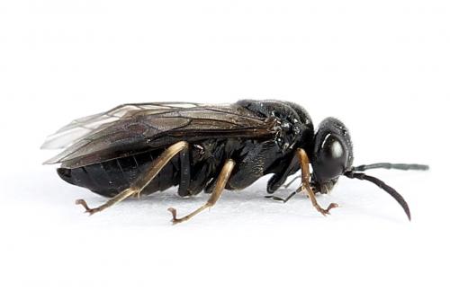 Caliroa varipes