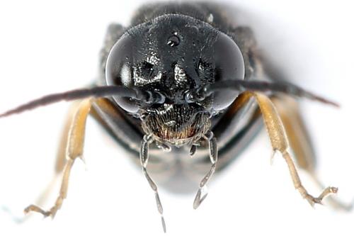 Caliroa varipes