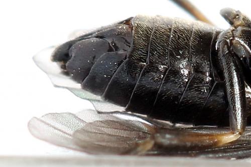 Caliroa varipes