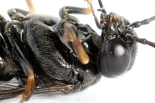 Caliroa varipes