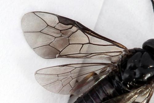 Caliroa varipes