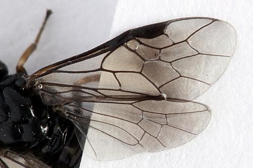 Caliroa varipes