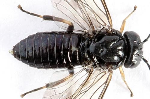 Caliroa varipes