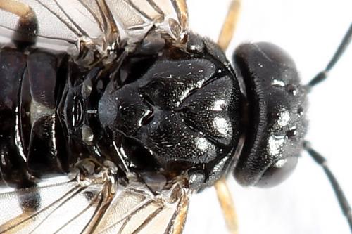 Réf. 251 958 : Caliroa varipes