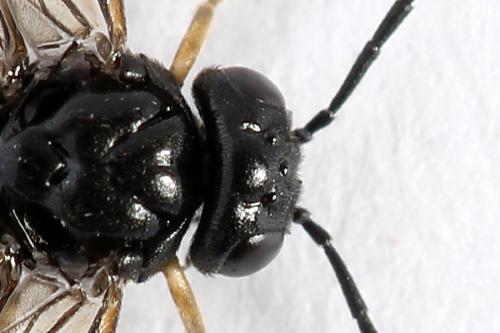 Caliroa varipes
