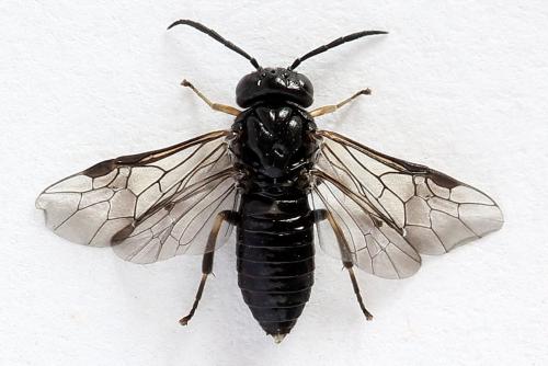 Réf. 251 962 : Caliroa varipes