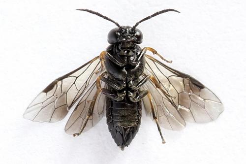Caliroa varipes