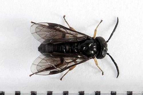 Caliroa varipes