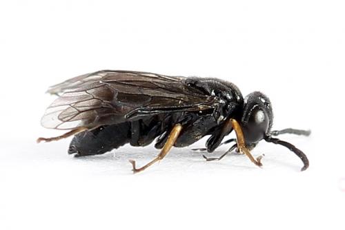 Caliroa varipes