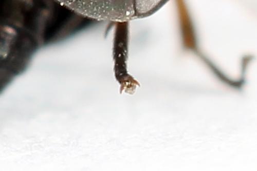 Caliroa varipes