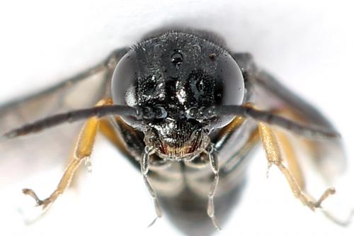 Caliroa varipes