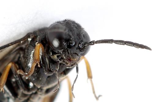 Caliroa varipes