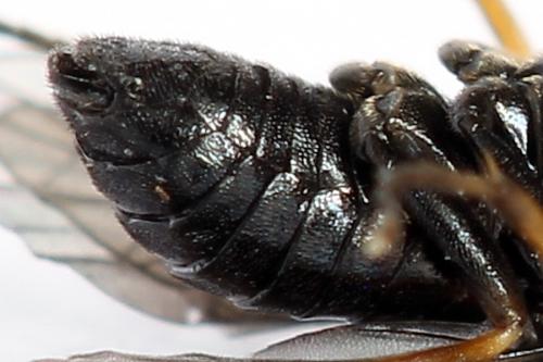 Caliroa varipes