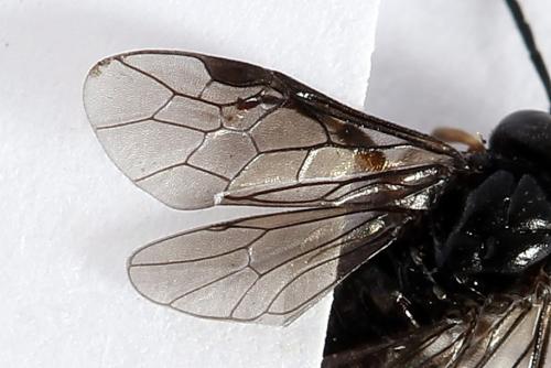 Caliroa varipes
