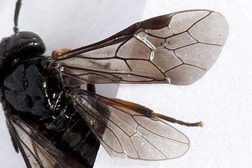 Caliroa varipes