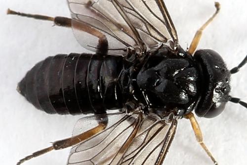 Caliroa varipes