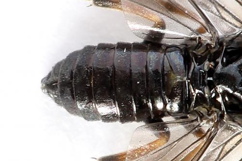 Caliroa varipes
