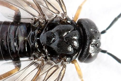 Caliroa varipes