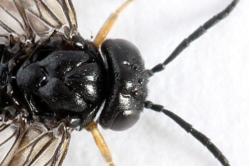 Caliroa varipes