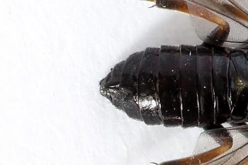 Caliroa varipes