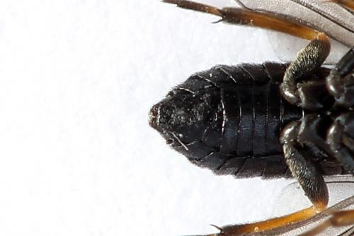 Réf. 251 980 : Caliroa varipes