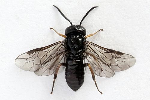 Caliroa varipes