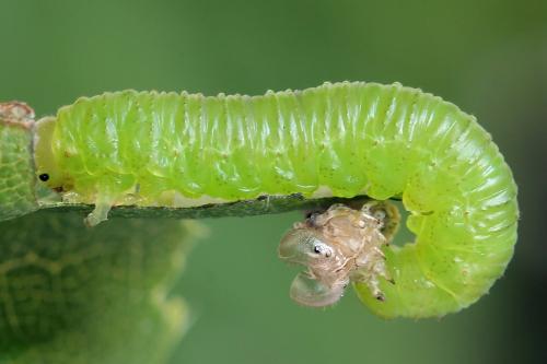Euura ampla